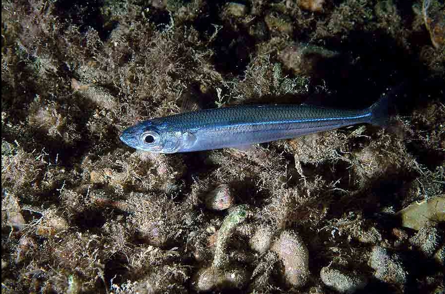 Atherina boyeri (Latterino capoccione)